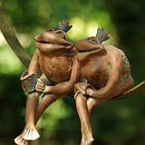 couple de grenouille